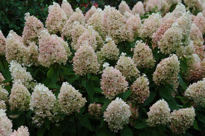 Hydrangea pan. Sweet Summer