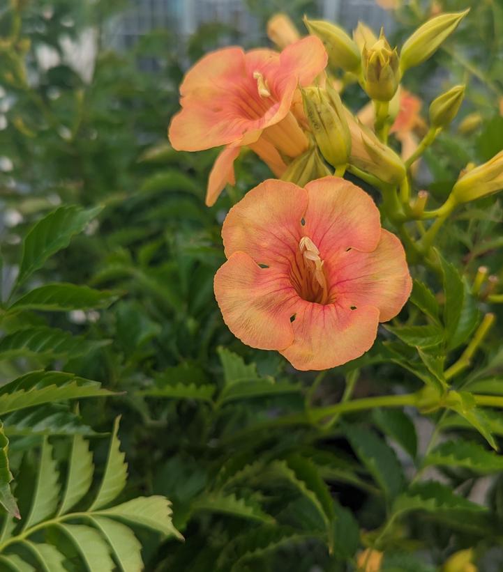 Campsis x tagliabuana Summer Jazz™ Sunrise Gold