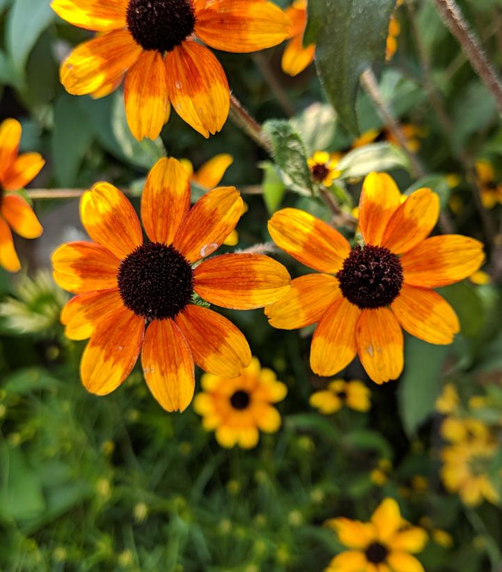 Rudbeckia triloba Prairie Glow