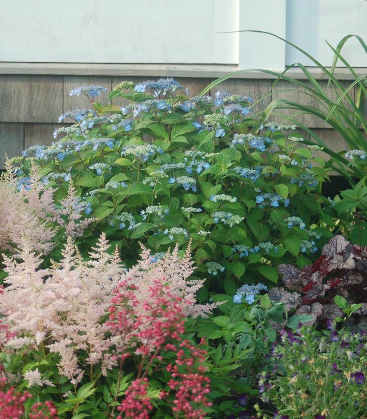 Hydrangea serrata Blue Billows