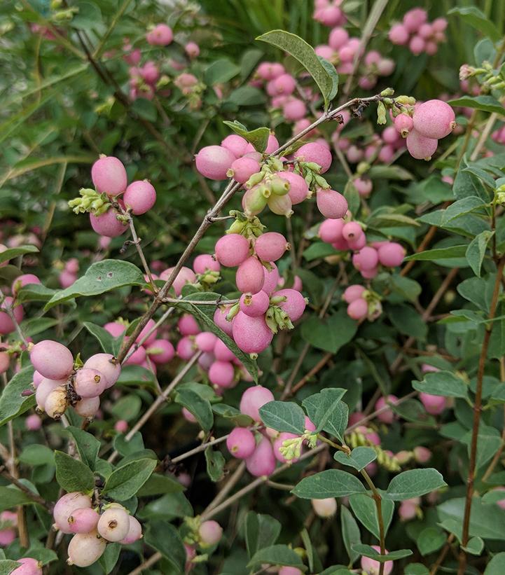 Symphoricarpos x doorenbosii Candy™