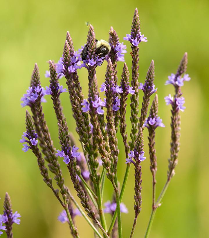 Verbena hastata 