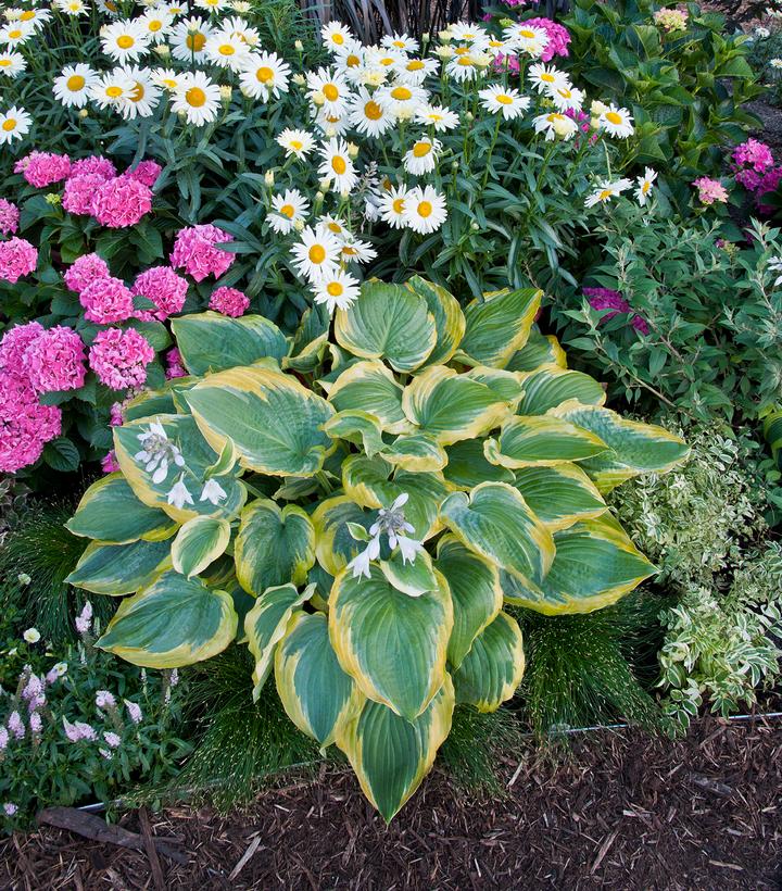 Hosta hybrid Shadowland® Shadowland® Seducer