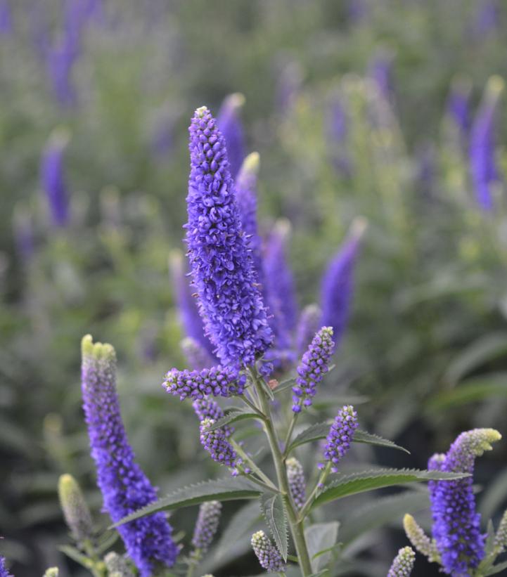 Veronica longifolia First Glory