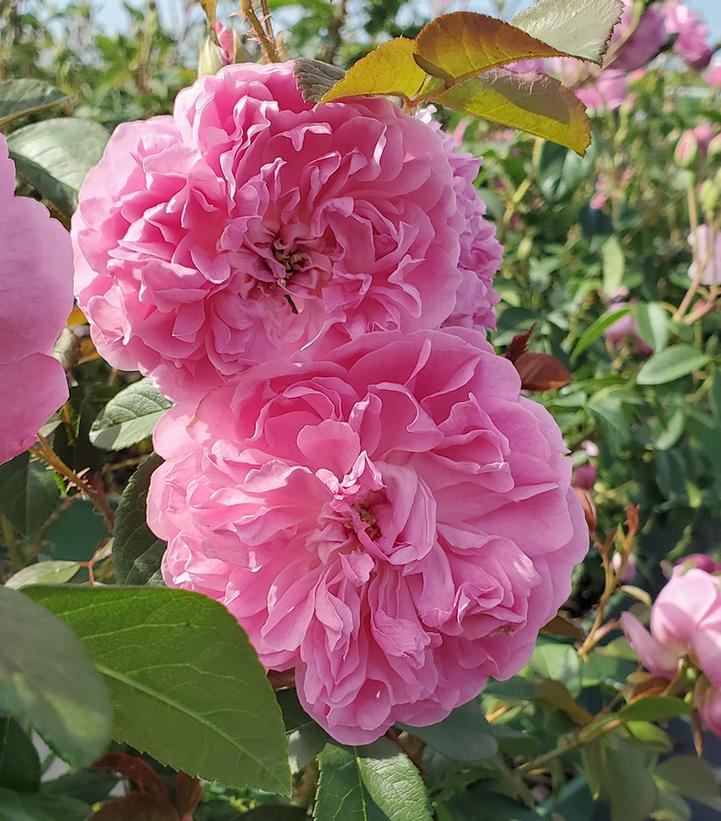 Rosa Harlow Carr®