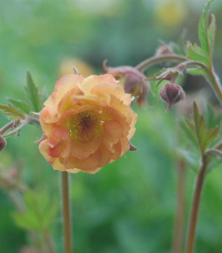 Geum Cocktail™ Mai Tai