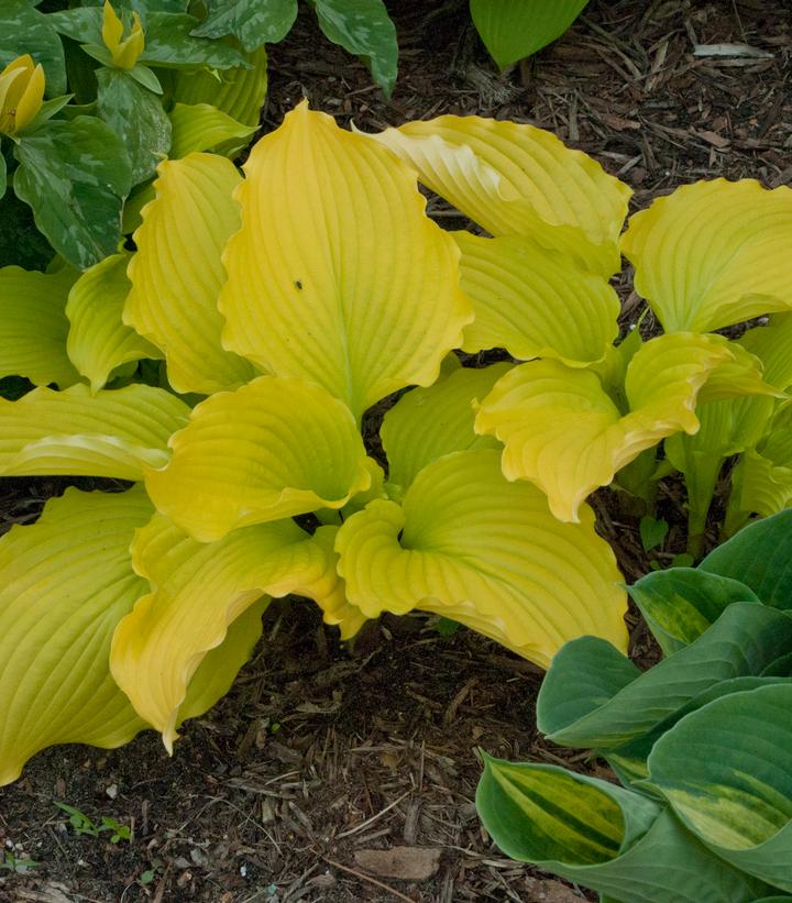 Hosta 'Dancing Queen'