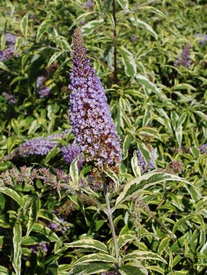 Buddleia Summer Skies