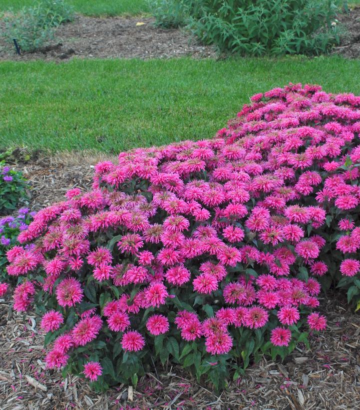 Monarda Sugar Buzz™ Bubblegum Blast