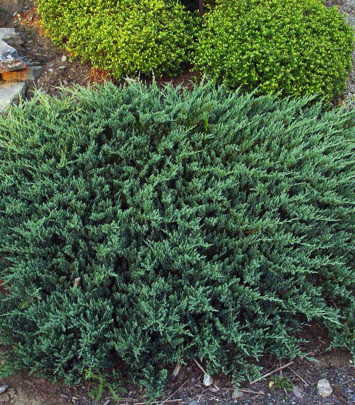 Juniperus horizontalis 'Blue Chip'