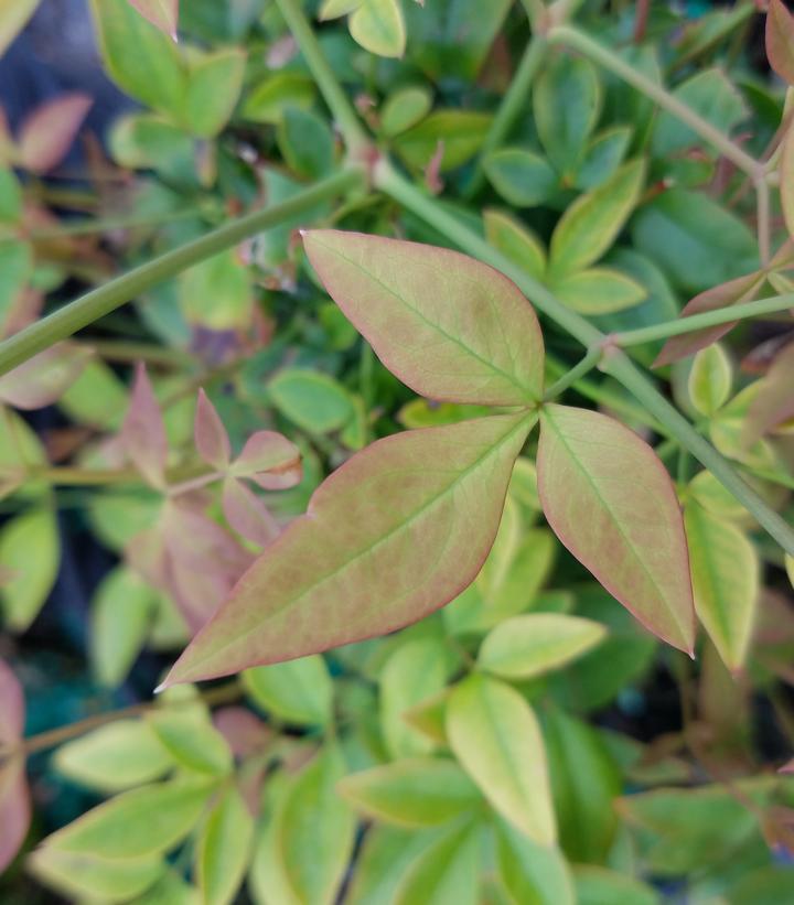 Nandina dom. Gulf Stream