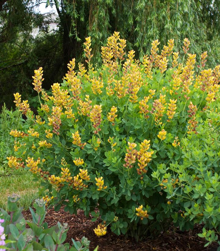 Baptisia hybrid Decadence® Decadence® Cherries Jubilee