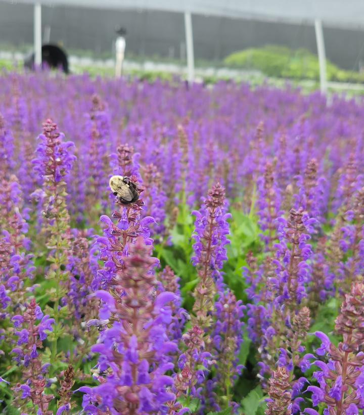 Salvia nemerosa Sallyrosa™ April Night