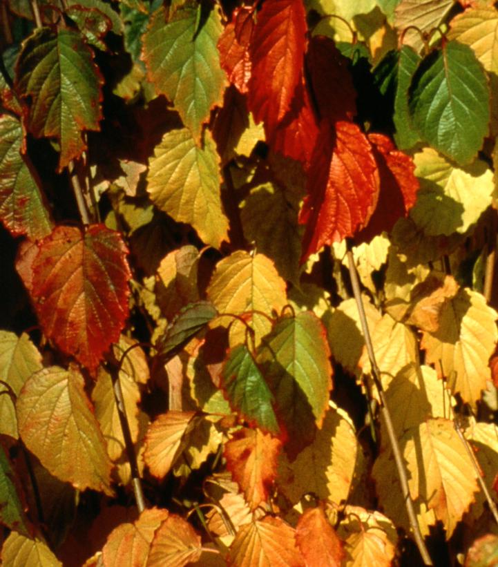 Viburnum dentatum Autumn Jazz™