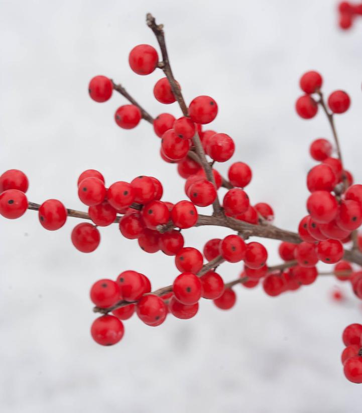 Ilex verticillata Berry Poppins®