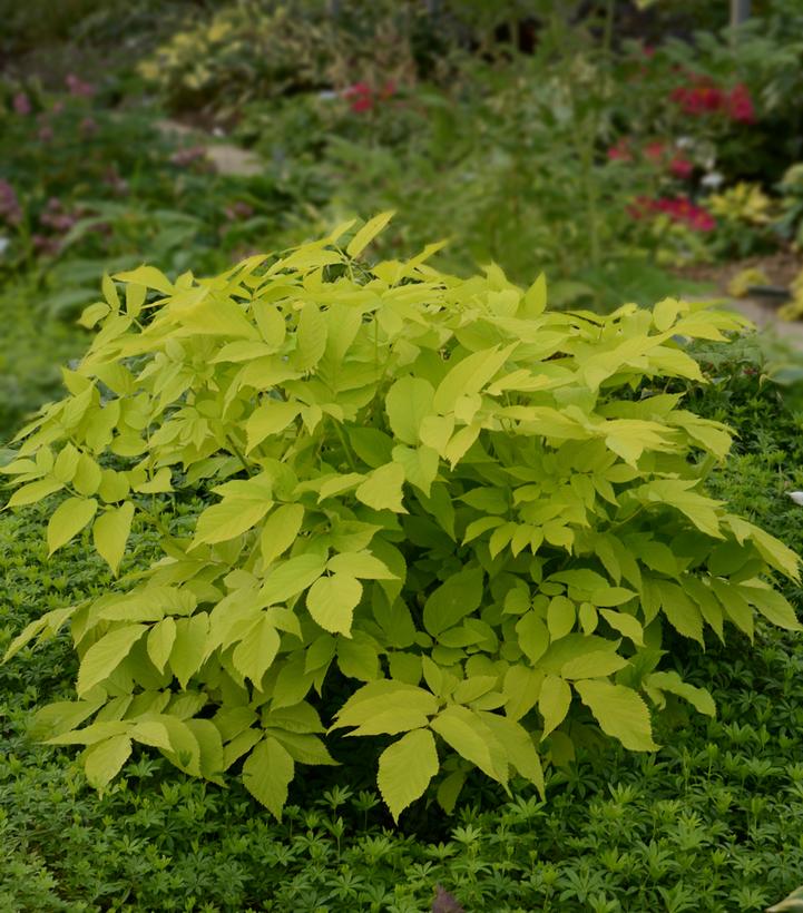 Aralia Sun King