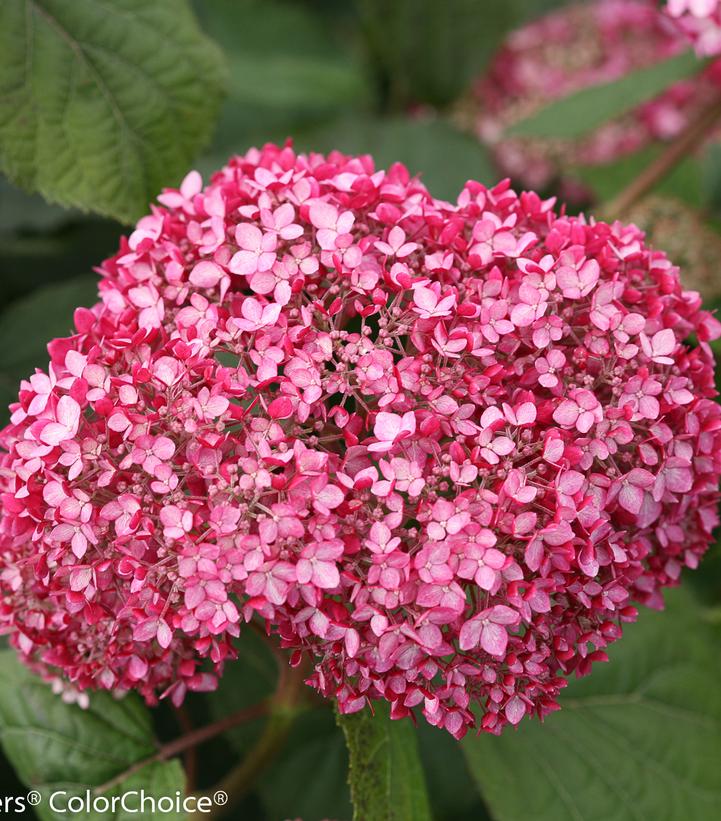 Hydrangea arborescens Invincibelle® Invincibelle® Spirit Ⅱ