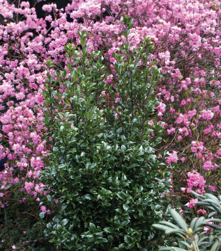 Ilex x meserveae Castle Wall®