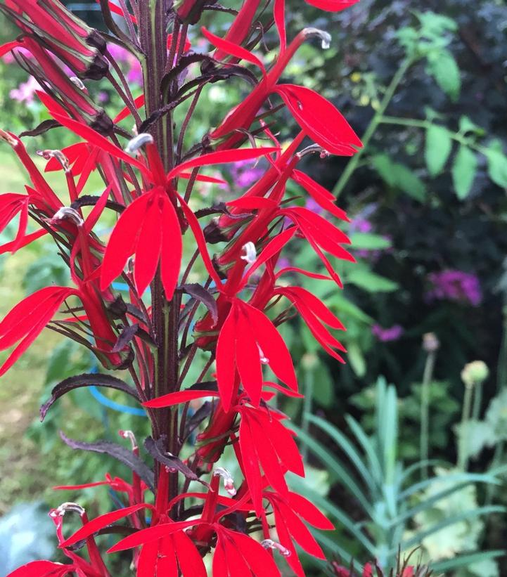 Lobelia Black Truffle