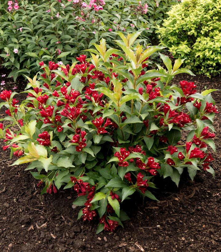 Weigela x Maroon Swoon™