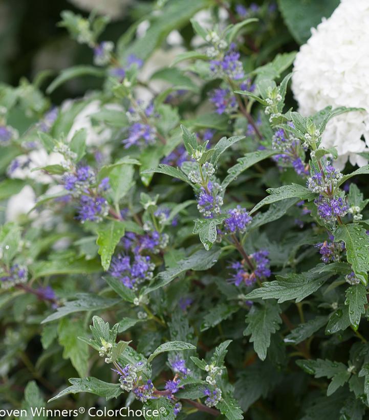 Caryopteris x clandonensis Beyond Midnight®