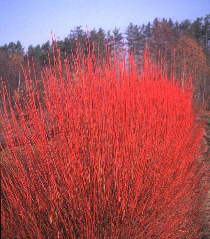 Cornus sericea 'Cardinal'