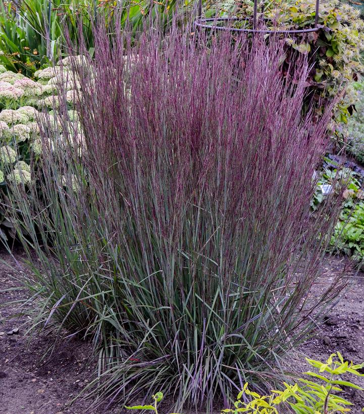 Schizachyrium scoparium Prairie Winds® 'Blue Paradise'