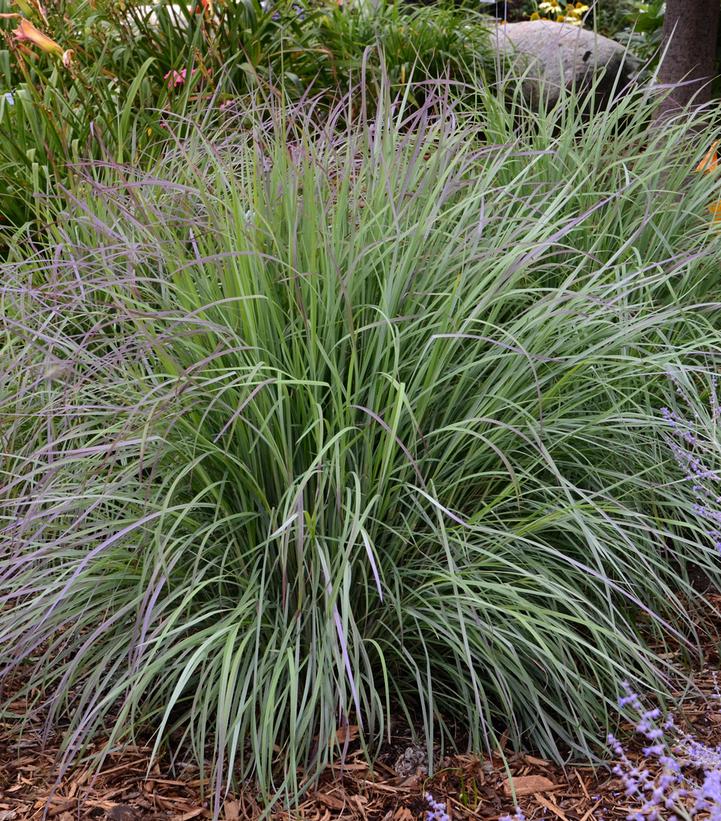 Schizachyrium scop. Twilight Zone