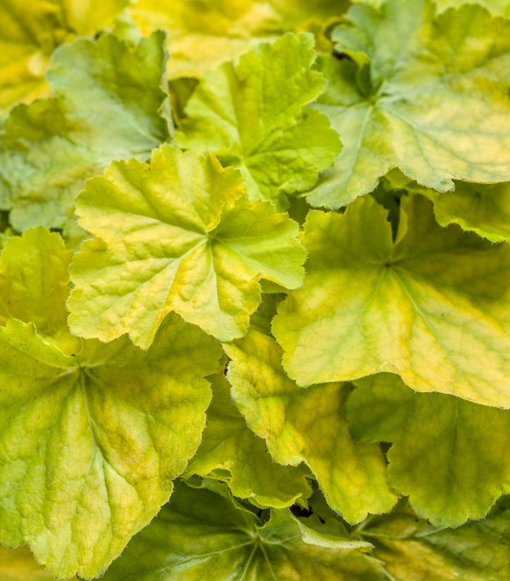 Heuchera hybrid Primo™ Pretty Pistachio