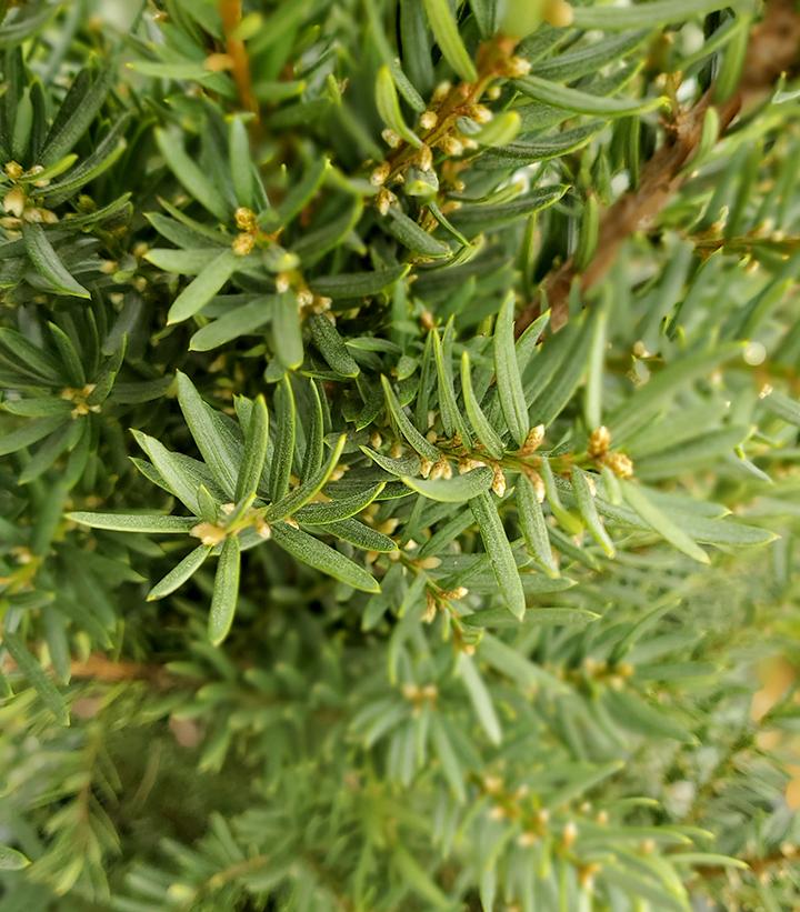 Taxus x media 'Dark Green Spreader'