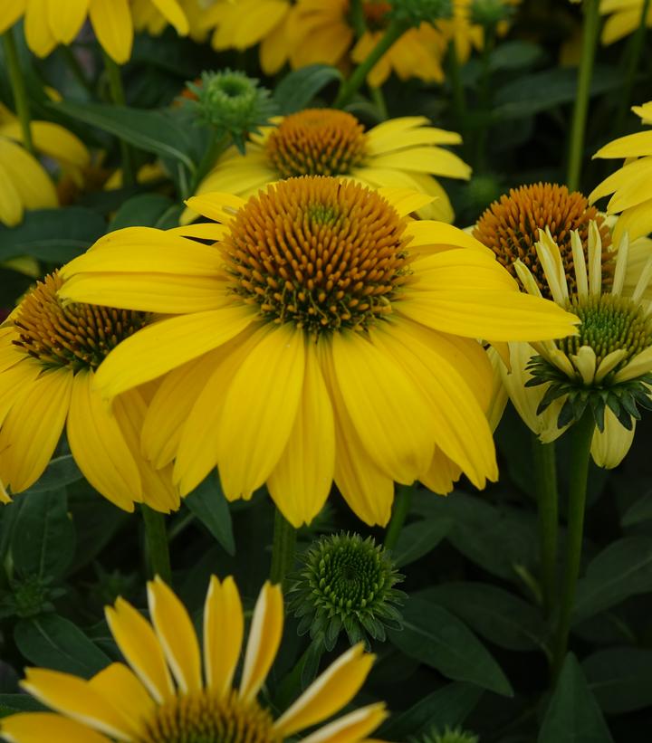 Echinacea Sombrero® Lemon Yellow Improved