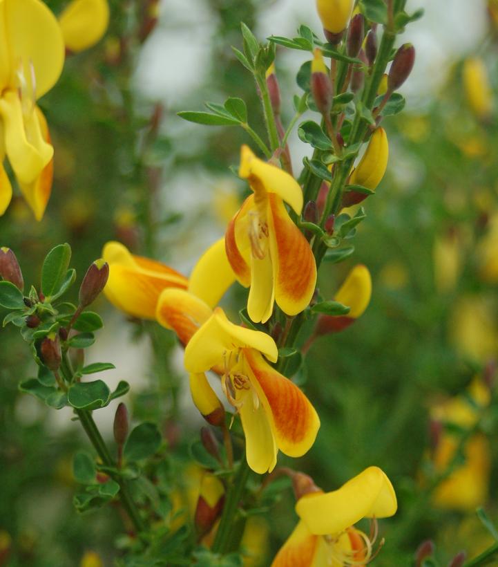 Cytisus Madame Butterfly