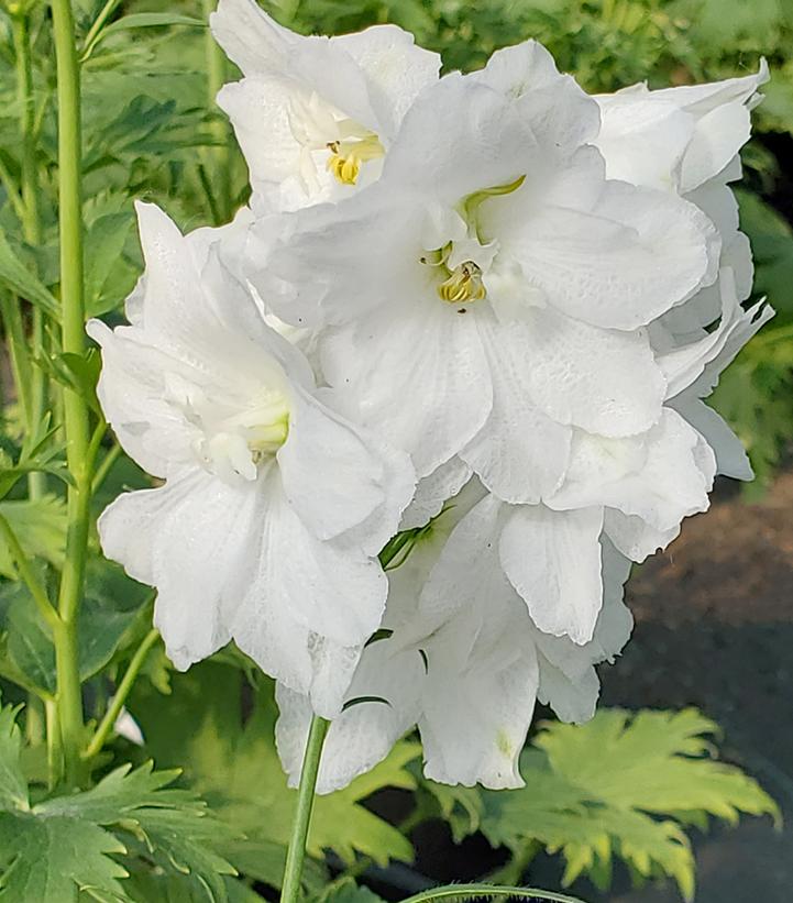 Delphinium Guardian White