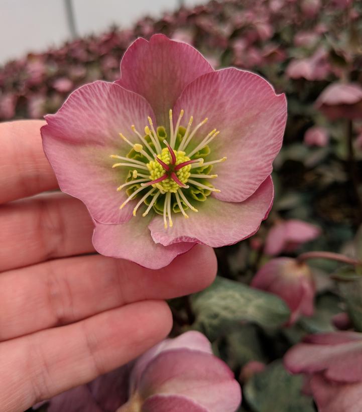 Helleborus Frostkiss® Dorothy's Dawn™