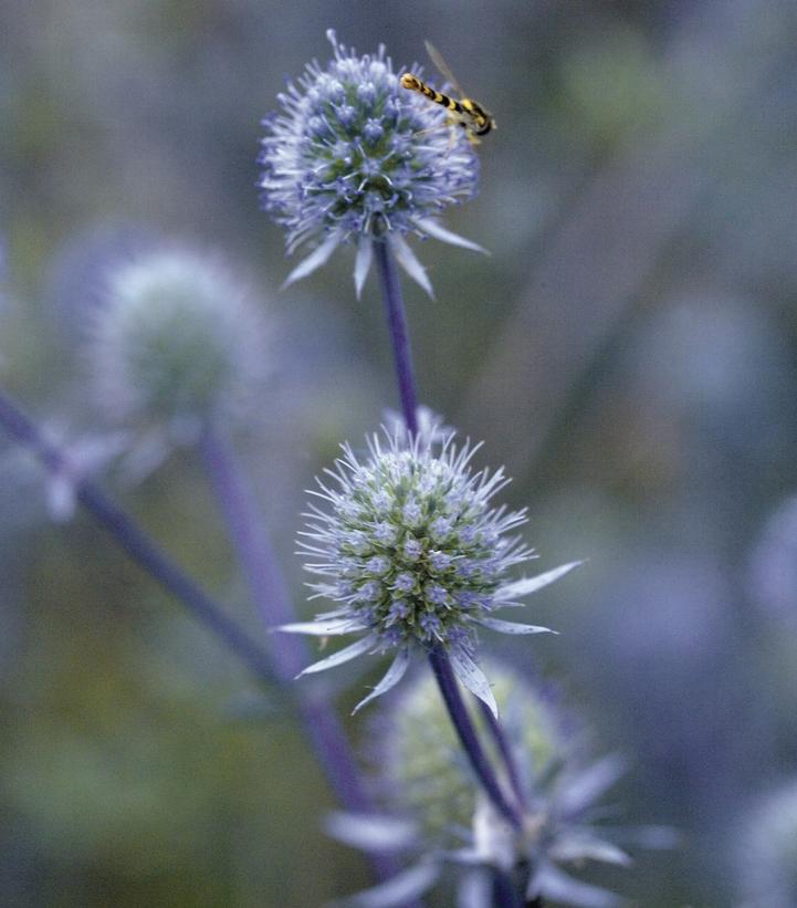 Eryngium planum Blue Glitter