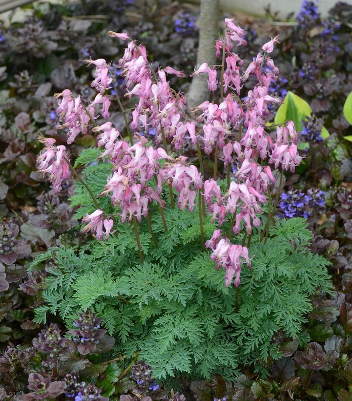 Dicentra eximia 