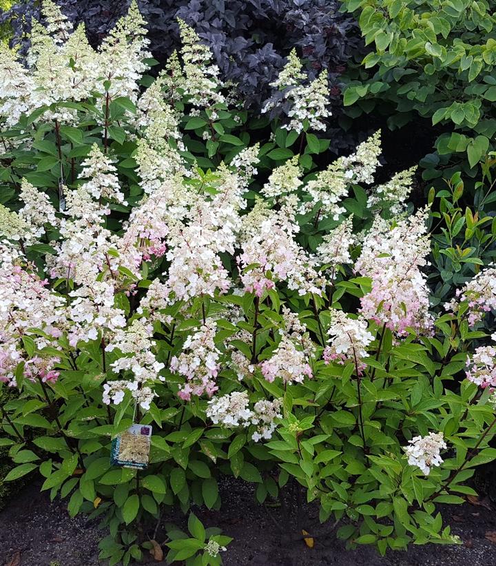 Hydrangea pan. Candelabra™