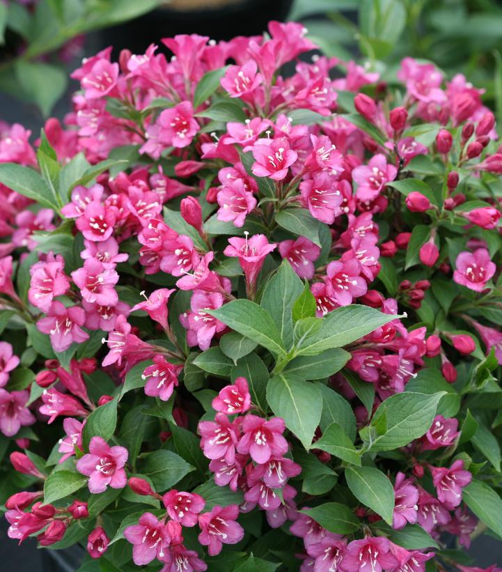 Weigela florida Snippet® Dark Pink