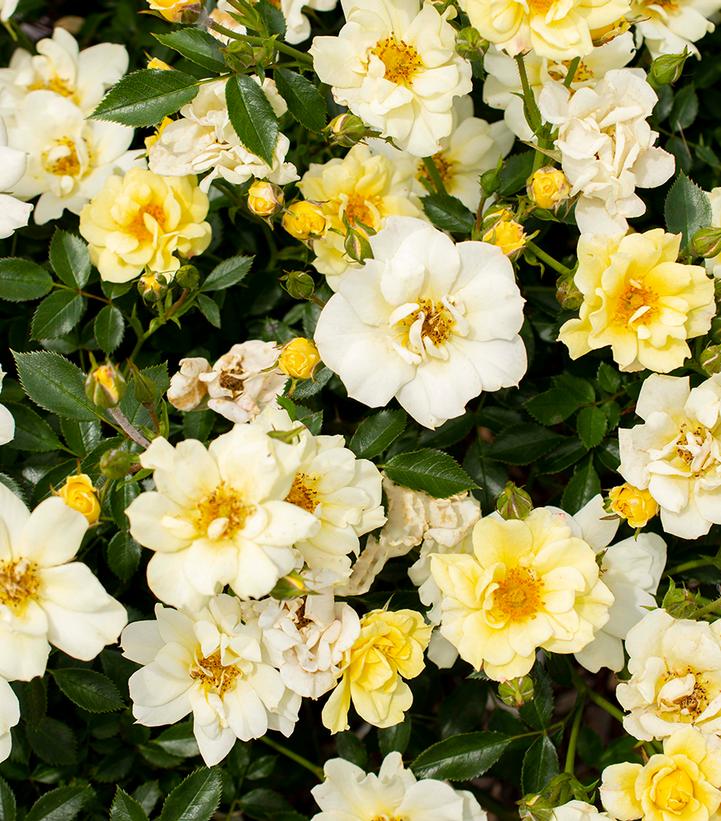 Rosa Lemon Drift®