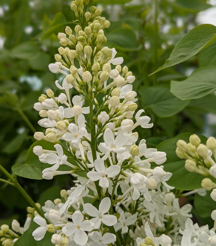 Syringa x 'Betsy Ross'