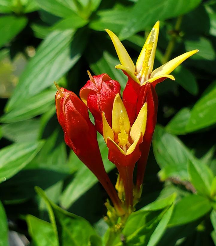 Spigelia marilandica 'Little Red Head'