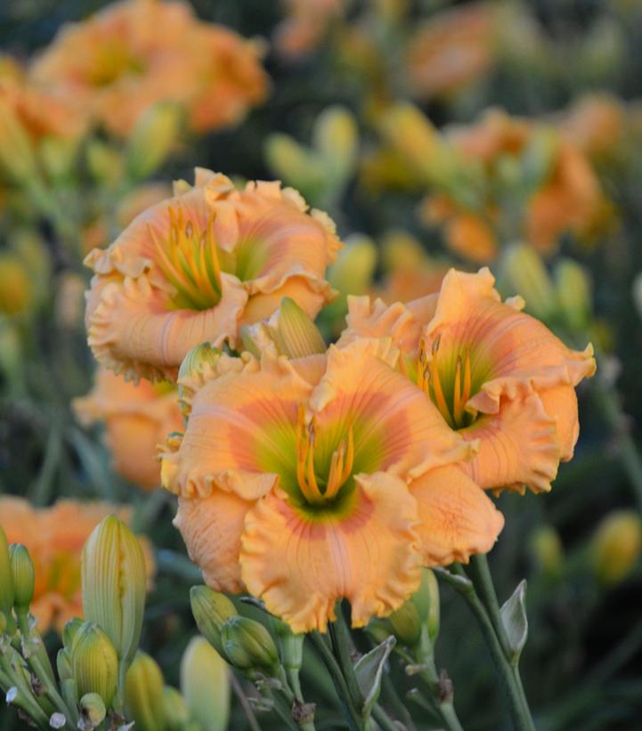 Hemerocallis hybrid Rainbow Rhythm® 'Orange Smoothie'