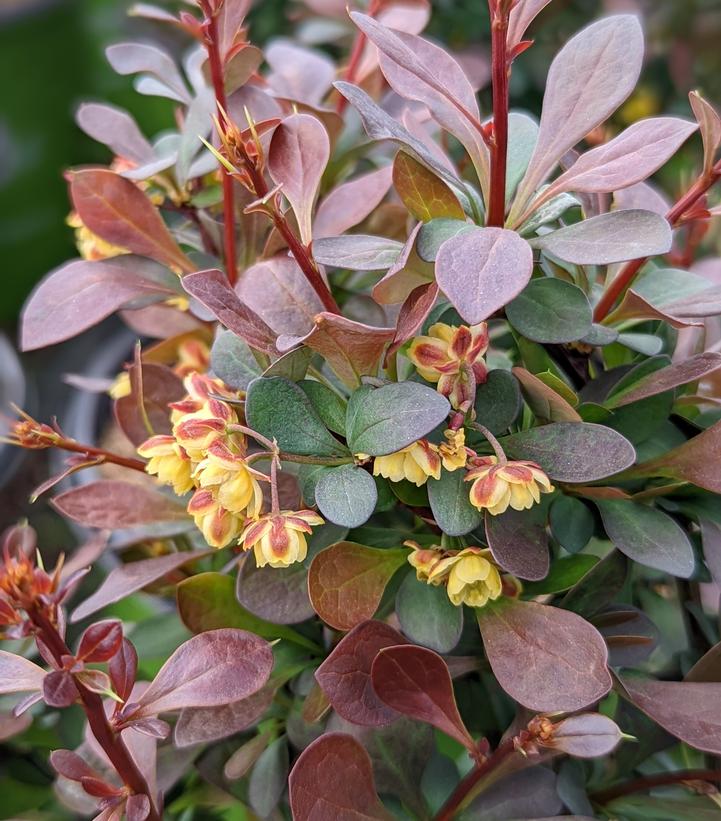 Berberis WorryFree® Crimson Cutie®