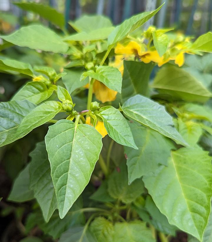 Tomatillo 'Tamayo'