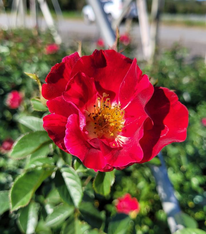 Rosa 'Red Streamer'