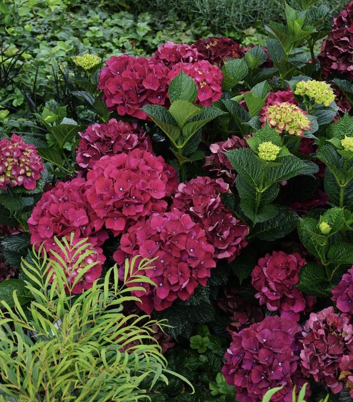 Hydrangea mac. Magical® Ruby Red