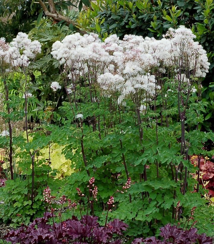 Thalictrum Nimbus™ White