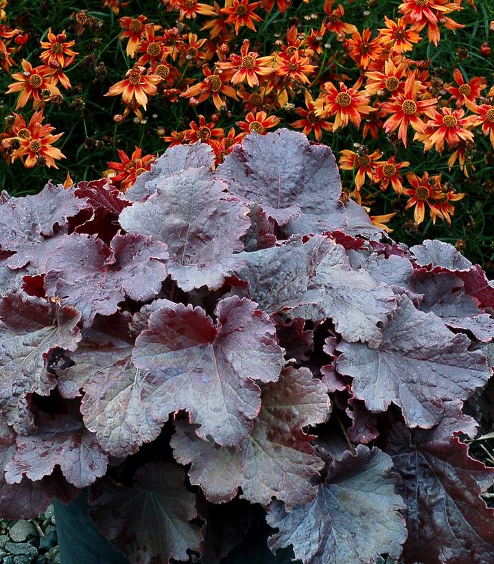 Heuchera Northern Exposure™ Black