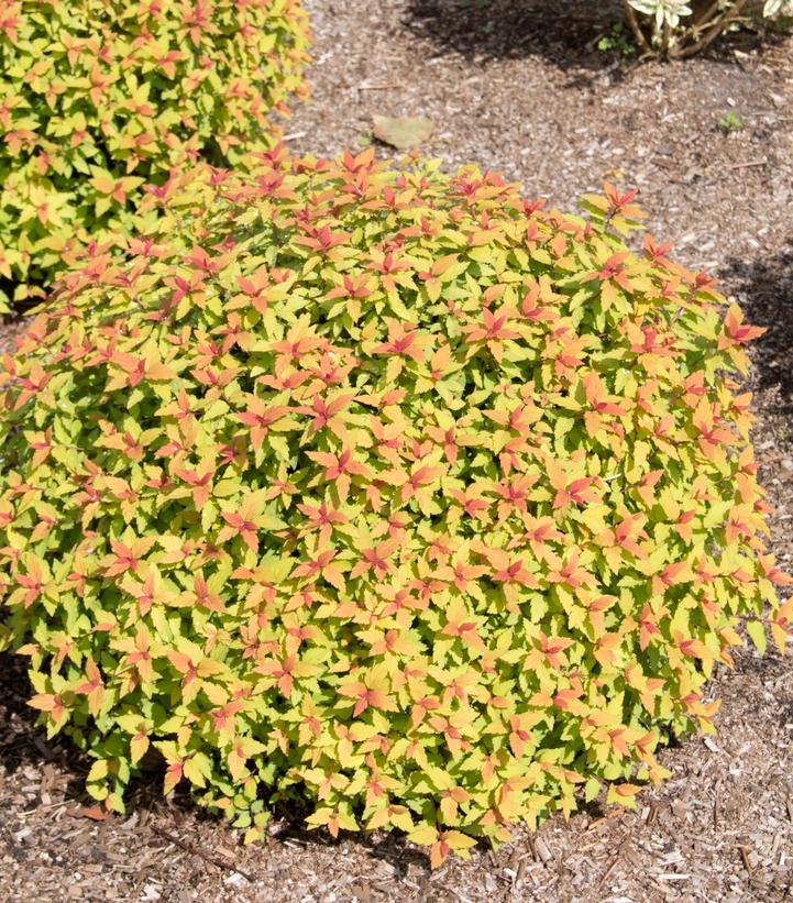 Spiraea Poprocks Rainbow Fizz™