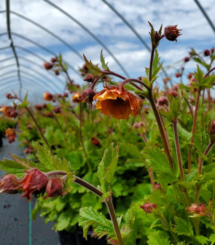 Geum Tempo™ Orange